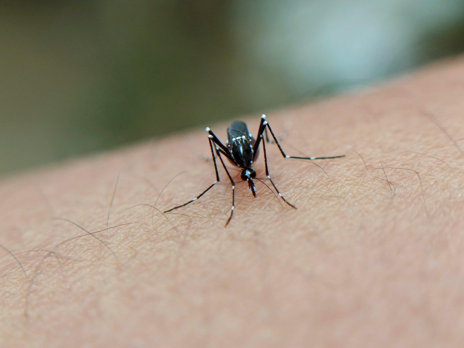 A detailed close-up of a mosquito on human skin, highlighting the insect's features in West Java, Indonesia.